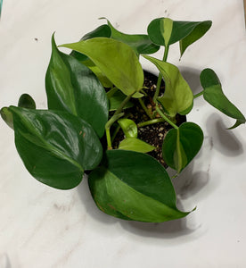 Philodendron Heart Shape