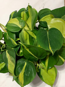 Philodendron Brazil